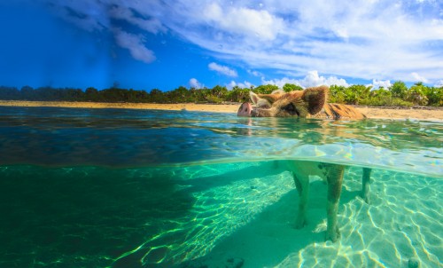 Caribbean & Bahamas