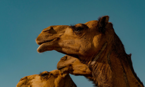 Middle East