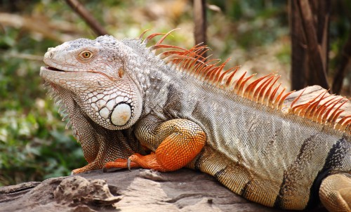 Galapagos Islands