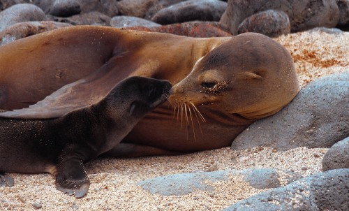 Galapagos Islands