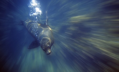 Galapagos Islands