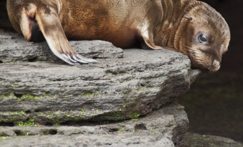 Galapagos Islands