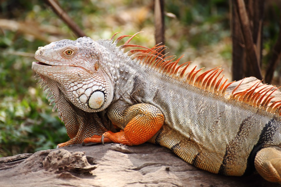 Galapagos Islands