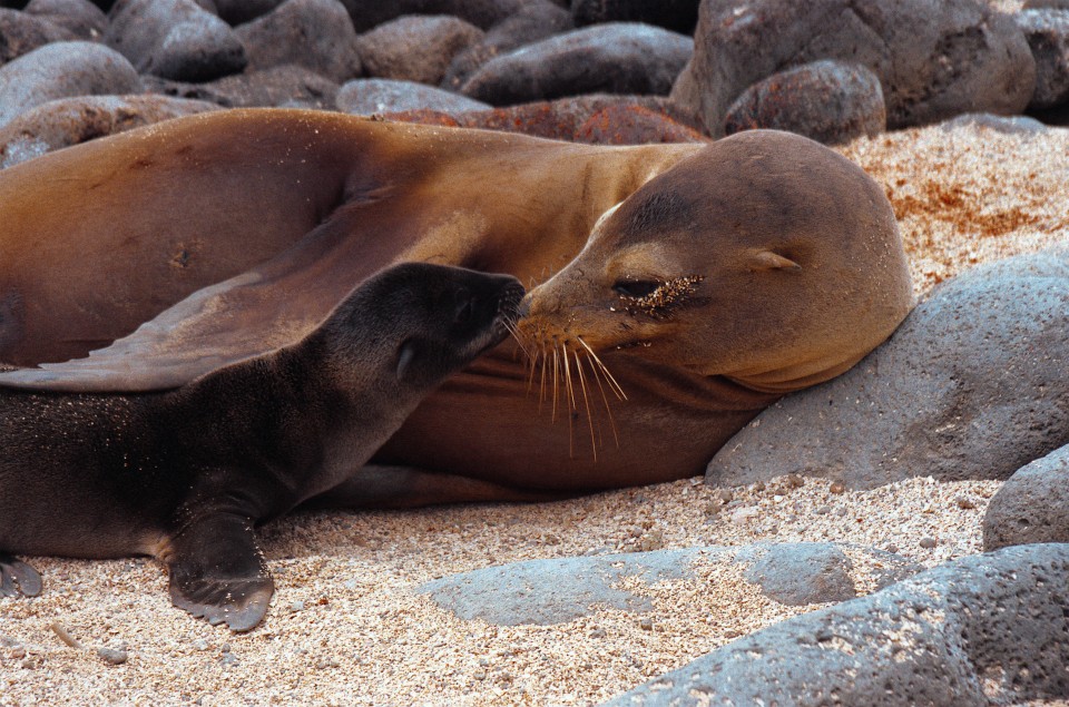 Galapagos Islands