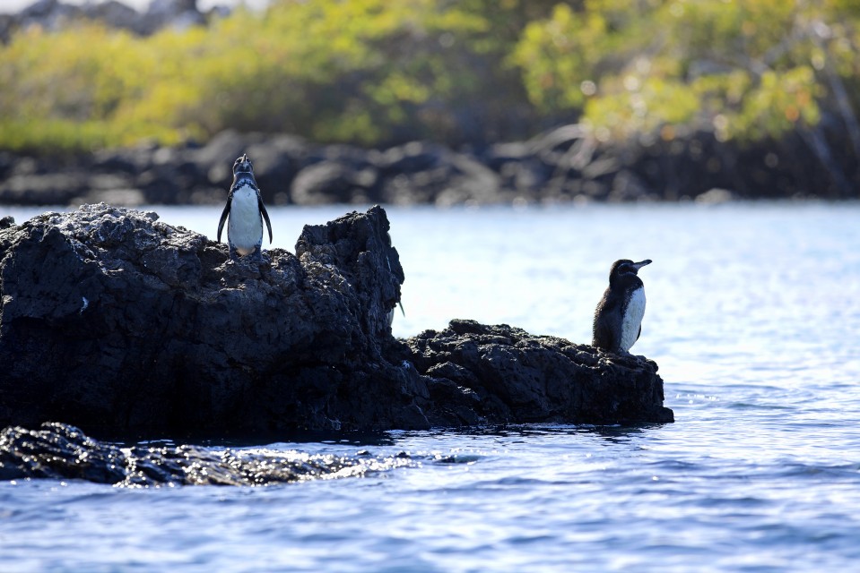 Galapagos Islands