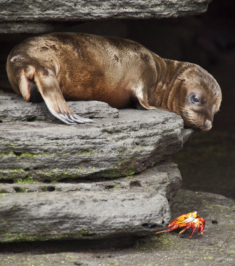 Galapagos Islands