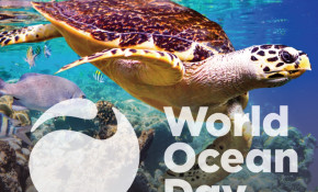 WORLD OCEAN DAY - CELEBRATE OUR OCEANS ON THE 8TH OF JUNE!