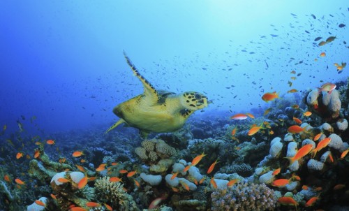 New Year's Resolution:  A Luxury Yacht Charter To The Caribbean