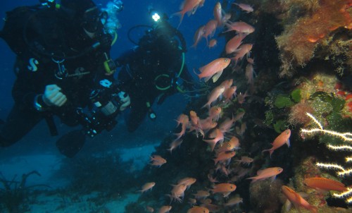 Scuba Diving In The Mediterranean